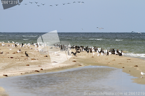 Image of cormorant colony on the beach