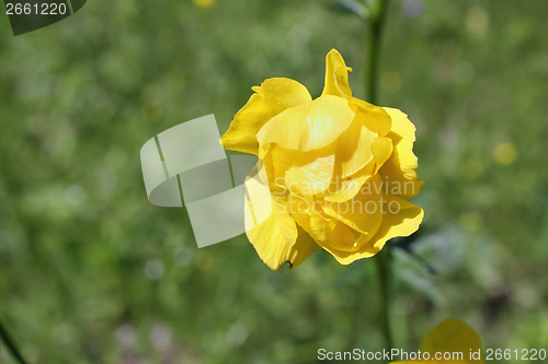 Image of wild yellow globe-flower