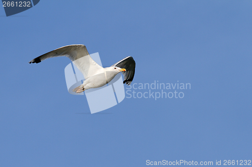 Image of herring gull over blue sky