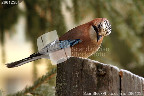 Image of eurasian jay looking at seeds on stump