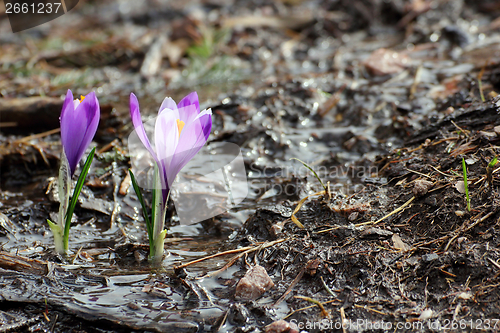 Image of wild saffron growing in spring