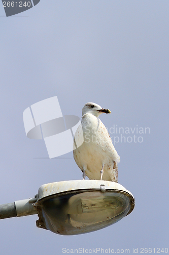 Image of gull on light pole