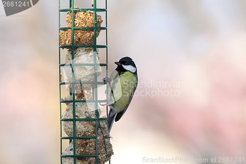 Image of great tit on hung feeder