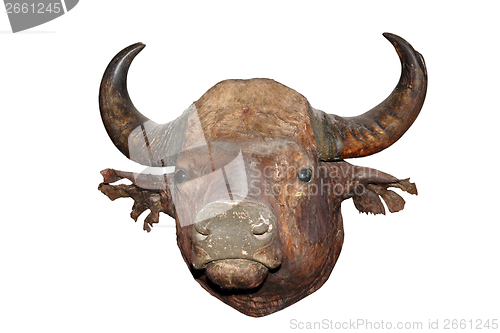 Image of big bull head
