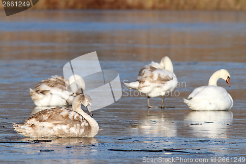 Image of family of mute swans  on ice