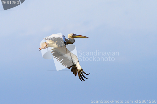 Image of pelican with wings spread