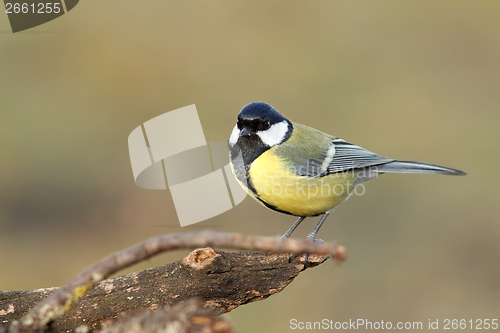 Image of great tit over blurred background