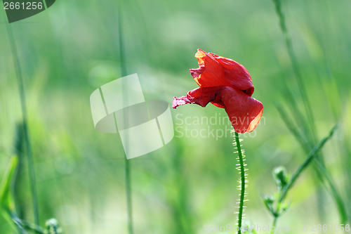 Image of red poppy blown by the wind