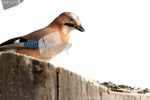 Image of isolated eurasian jay at feeder