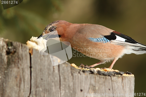 Image of european jay grabbing a piece of bread