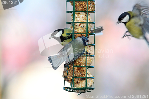 Image of fight for food at lard feeder