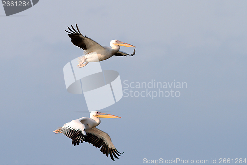 Image of two great pelicans