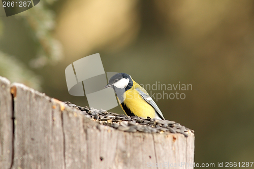 Image of small bird at seed feeder