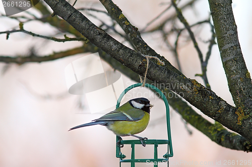 Image of garden bird on fat feeder