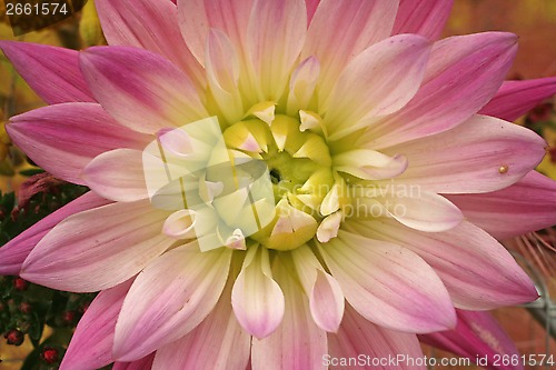 Image of Flower