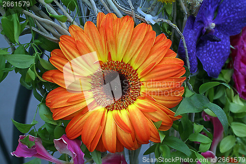 Image of Gerber flower