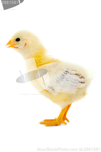 Image of Chicken baby