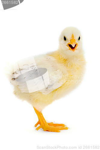 Image of Chicken baby