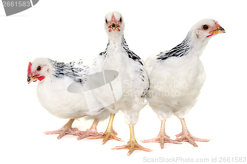 Image of Group of chickens 