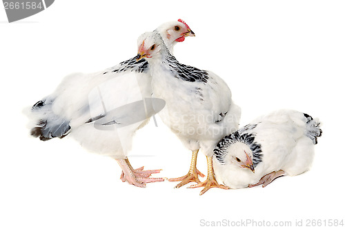 Image of Poultry