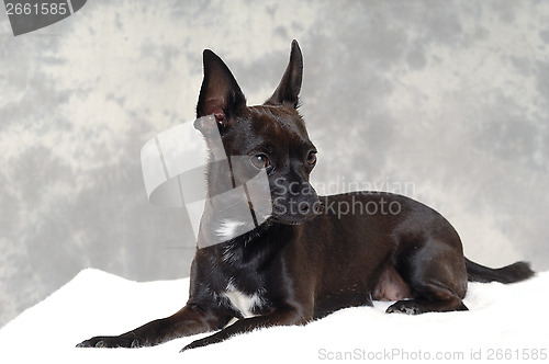 Image of Black puppy dog