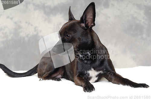 Image of Black puppy dog