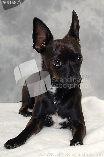 Image of Black puppy dog