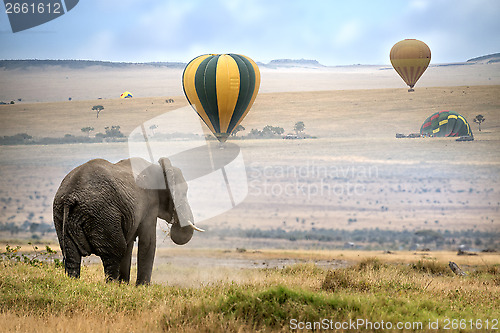 Image of  African  Elephant