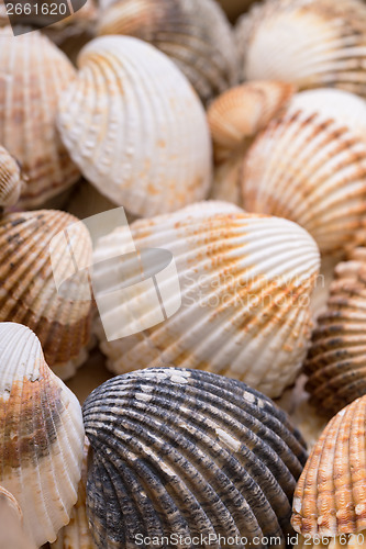 Image of Heap textured sea shells