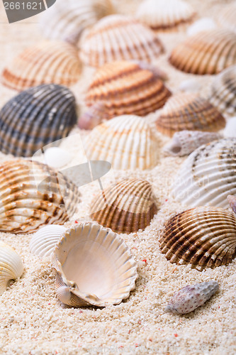 Image of Sea shells with coral sand