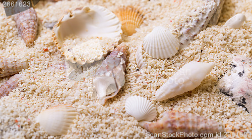 Image of Sea shells with coral sand