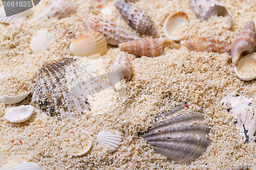 Image of Sea shells with coral sand