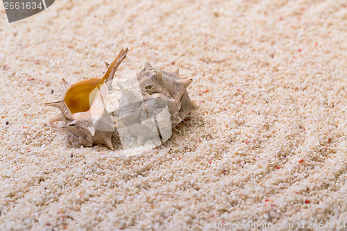 Image of Sea shells with coral sand