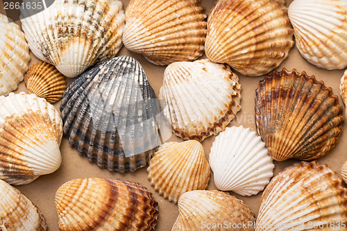 Image of Heap textured sea shells