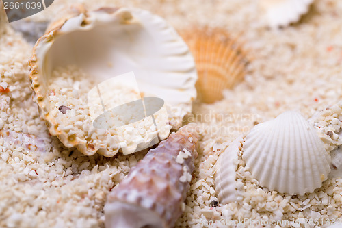 Image of Sea shells with coral sand