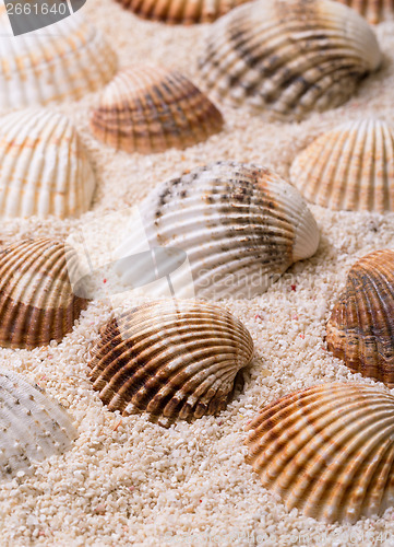 Image of Sea shells with coral sand