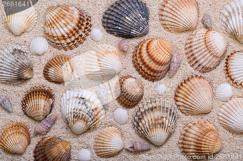 Image of Sea shells with coral sand