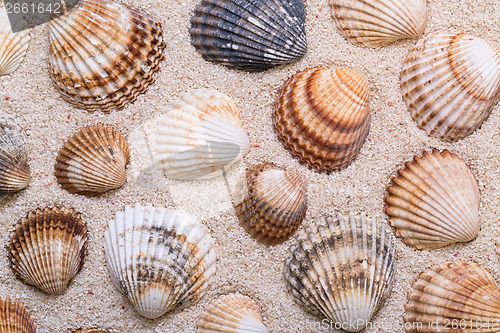 Image of Sea shells with coral sand