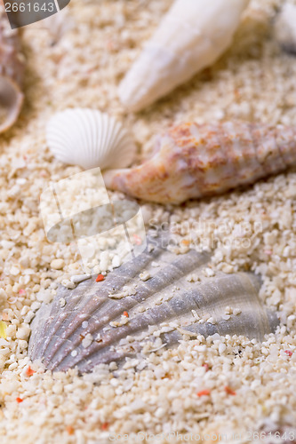 Image of Sea shells with coral sand