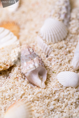 Image of Sea shells with coral sand