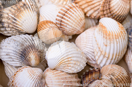 Image of Heap textured sea shells