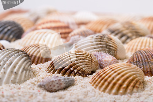Image of Sea shells with coral sand