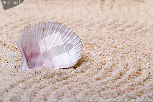Image of Sea shells with coral sand