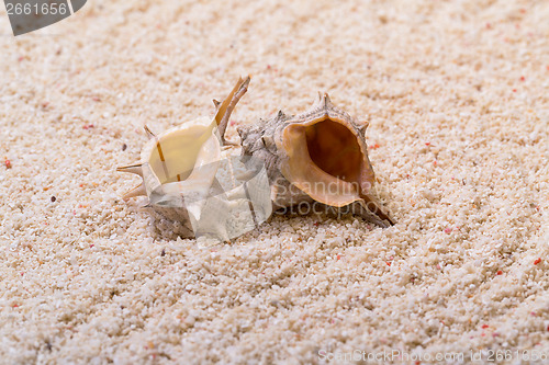 Image of Sea shells with coral sand