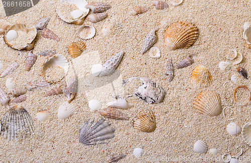 Image of Sea shells with coral sand