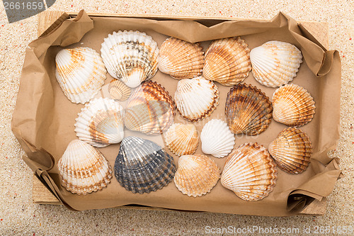 Image of Sea shells in box