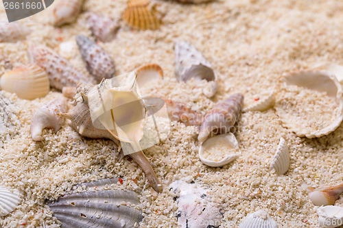 Image of Sea shells with coral sand