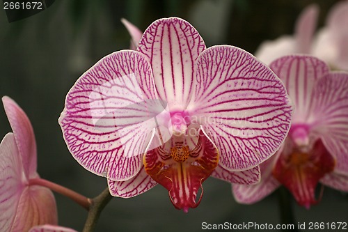 Image of Beautiful pink orchid flowers cluster