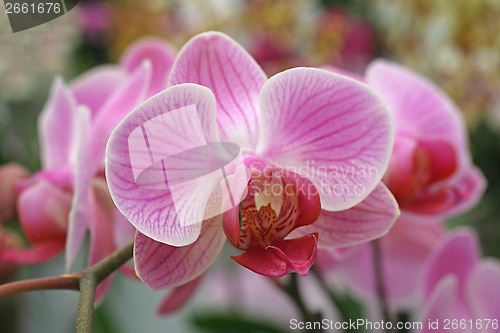 Image of Beautiful pink orchid flowers cluster