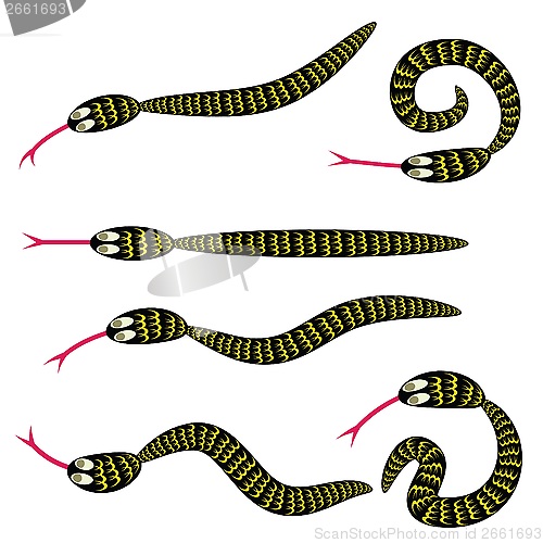 Image of set of snakes